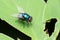 Blue bottle fly, Calliphora vomitoria, Pune,