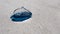 Blue bottle Jellyfish in the sand