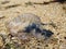 Blue bottle jellyfish washed ashore on a pebble beach