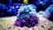Blue Bounce Mushroom - Rhodactis sp.