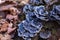 Blue Bracket fungus growing on a forest stump.