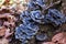 Blue Bracket fungus growing on a forest stump.