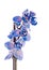 Blue branch orchid flowers, Orchidaceae, Phalaenopsis known as the Moth Orchid.