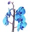 Blue branch orchid flowers, Orchidaceae, Phalaenopsis known as the Moth Orchid, abbreviated Phal