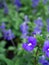 The Blue Brazilian Snapdragon Flowers Blooming