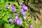 Blue Brazilian Snapdragon Flowers with Green Leaves