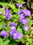 Blue Brazilian Snapdragon Flowers with Green Leaves