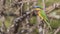 Blue-breasted Bee-eater on Tree Branch Looking Left