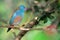 Blue-breasted Cordon-bleu bird