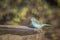 Blue-breasted Cordonbleu in Kruger National park, South Africa