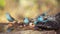 Blue-breasted Cordonbleu in Kruger National park, South Africa