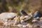 Blue breasted Cordonbleu,Village weaver and Red-billed Quelea