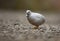 Blue-breasted Quail, beautiful unique little bird in close-up