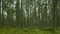 Blue bright green deep forest with moss on ground and stones. Wood in Sweden, near to Stockholm. Natural protected area. Magical