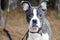 Blue brindle Pitbull Boston Terrier mixed breed puppy dog