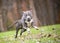 A blue brindle and white Pit Bull Terrier mixed breed dog running