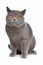 Blue British Shorthair cat