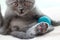 Blue british shorthair kitten is looking funny and curious