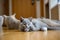 Blue British Shorthair Kitten is sticking out his tongue licking his feet and is lying on the wooden floor in the bedroom