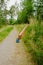 Blue broken lock on barrier cross a forest path