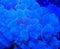 Blue Bubble Coral Macro Underwater