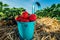 Blue bucket with fresh pick strawberries on a field