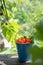 Blue bucket full of ripe raw redcurrant on a wooden desk in spring garden