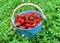 Blue bucket with strawberry in grass