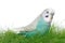 Blue budgerigar