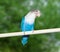 Blue budgerigar