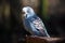 Blue Budgerigar