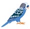 Blue budgerigar with colorful feathers, isolated illustra