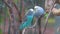 Blue budgerigar parakeet couple kissing, birds expressing love, colourful tropical parrot specie from Australia