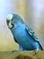Blue budgerigar perched