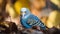 Blue budgerigar sitting on the ground with autumn leaves in the background