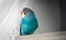 A blue budgerigar sitting on a white shelf. the parrot looks out the window