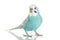 Blue Budgerigar on white background