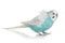 Blue Budgerigar on white background