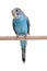 Blue budgie