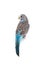 Blue budgie