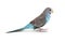 Blue budgie bird