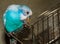 Blue budgie bird on cage