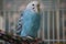 Blue Budgie on colorful perch.