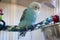 Blue budgie on colorful rope perch