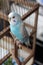 Blue budgie parrot sitting on the cage