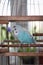 Blue budgie parrot sitting in a cage