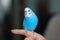 Blue budgie parrot sitting on the finger