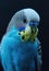 Blue budgie, portrait of a bird