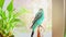 A blue budgie sits on a braided branch and cleans its feathers. Ornithology. Veterinary medicine. Care and treatment of