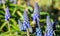 Blue buds flowers Muscari armeniacum or Grape Hyacinth